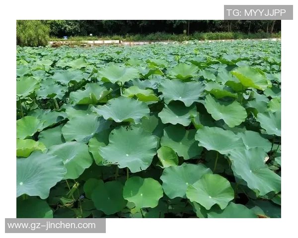 舞动人生的节奏与梦想：陈芳的街舞旅程与心灵对话
